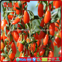 Bagas de goji de bagas de goji secas 100% orgânicas gnc de g com peso redutor